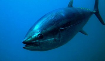 Thon rouge : un vote en demi-teinte en commission de la Pêche