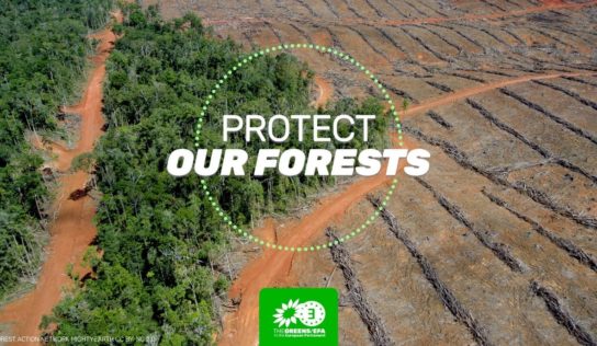 Déforestation et autres dommages environnementaux : les entreprises doivent pouvoir être tenues responsables