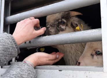 Transport d’animaux vers l’Italie : retour sur notre mission (Vidéo)