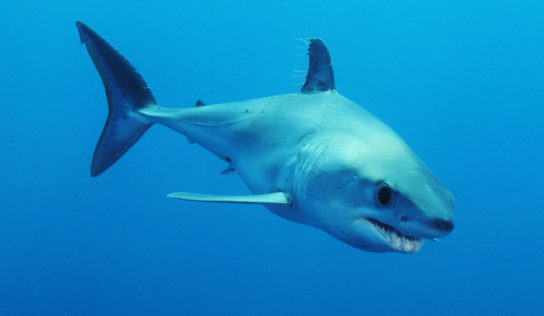 Courrier au Commissaire Sinkevičius: l’UE doit agir pour sauver les requins makos menacés d’extinction