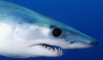 Requins mako en danger : réponse de la Commission européenne