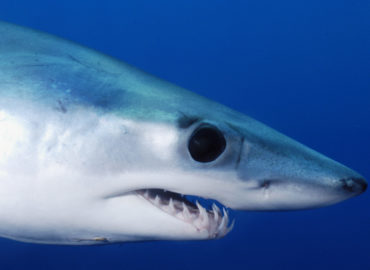 Requins mako en danger : réponse de la Commission européenne