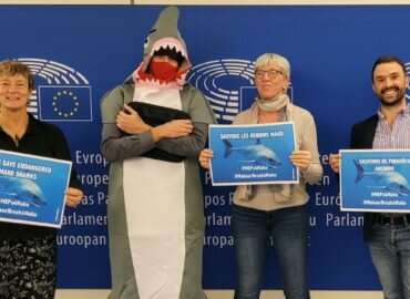 Mobilisation au Parlement : pour sauver les requins mako, l’UE doit aller plus loin