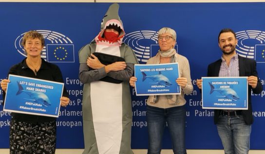 Mobilization in the European Parliament: to protect mako sharks, the EU must take action now