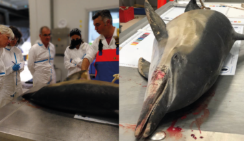 Stopper les échouages de dauphins dans le Golf de Gascogne : visite et autopsie à l’observatoire PELAGIS