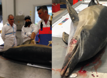 Stopper les échouages de dauphins dans le Golf de Gascogne : visite et autopsie à l’observatoire PELAGIS