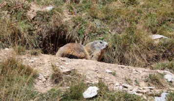STOP à la chasse à la marmotte !