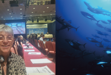 Mission au Portugal à la CICTA où s’est joué le futur du thon rouge et des requins mako