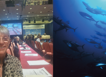 Mission au Portugal à la CICTA où s’est joué le futur du thon rouge et des requins mako