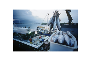 Une fois de plus, la commission des thons de l’océan Indien n’est pas à la hauteur de l’urgence pour les thons tropicaux
