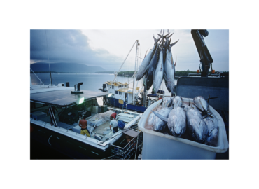 Une fois de plus, la commission des thons de l’océan Indien n’est pas à la hauteur de l’urgence pour les thons tropicaux