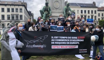 Initiative citoyenne Stop Finning : vers l’interdiction du commerce d’ailerons de requins