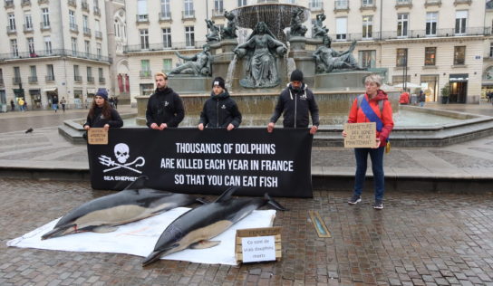 Échouages de dauphins : en mer avec Sea Shepherd avant une victoire au Conseil d’État